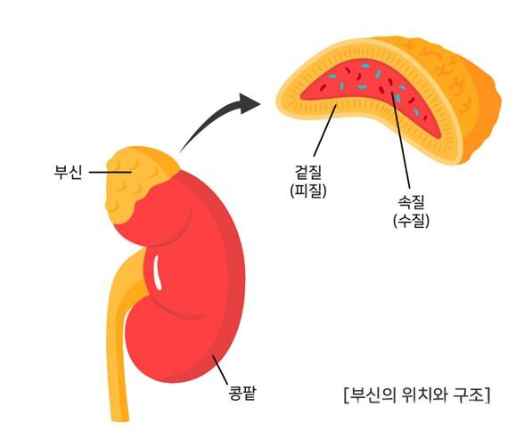 부신 피질 호르몬의 역할과 호르몬 불균형 진단 시 치료법