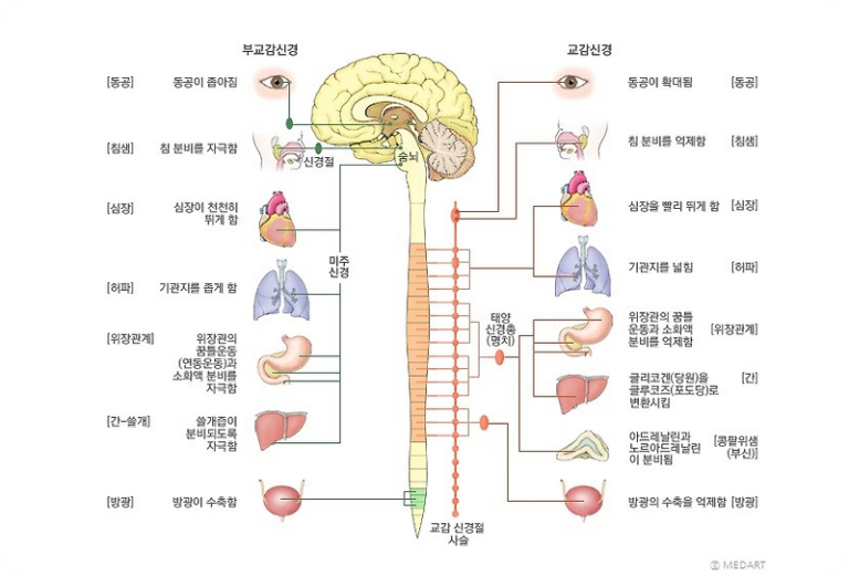 교감신경계와 부교감신경계의 역할과 기능